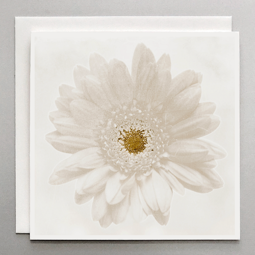 Shabby White Daisy Card