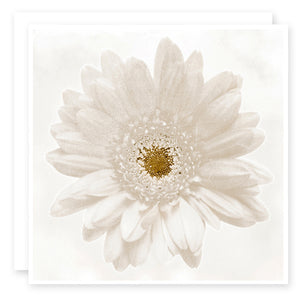 Floral Card - Shabby White Daisy Print by Susan Case